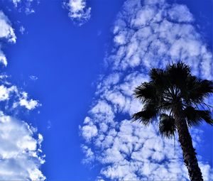 Preview wallpaper palm tree, tree, sky, clouds, summer