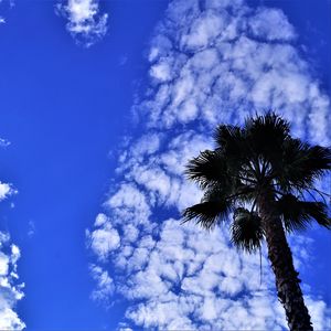 Preview wallpaper palm tree, tree, sky, clouds, summer