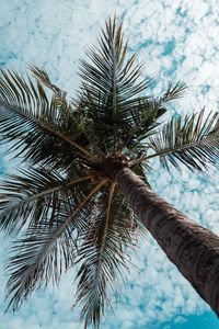 Preview wallpaper palm tree, tree, tropics, branches, bottom view