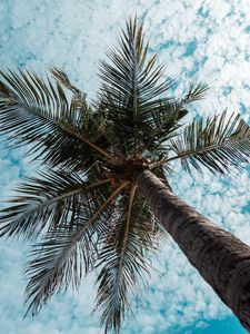 Preview wallpaper palm tree, tree, tropics, branches, bottom view