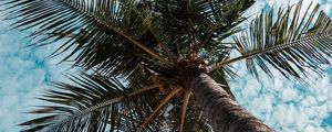 Preview wallpaper palm tree, tree, tropics, branches, bottom view