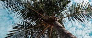 Preview wallpaper palm tree, tree, tropics, branches, bottom view