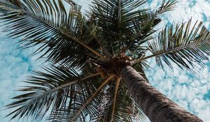 Preview wallpaper palm tree, tree, tropics, branches, bottom view