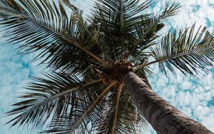 Preview wallpaper palm tree, tree, tropics, branches, bottom view