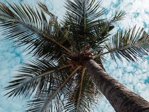 Preview wallpaper palm tree, tree, tropics, branches, bottom view