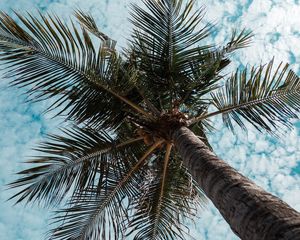 Preview wallpaper palm tree, tree, tropics, branches, bottom view