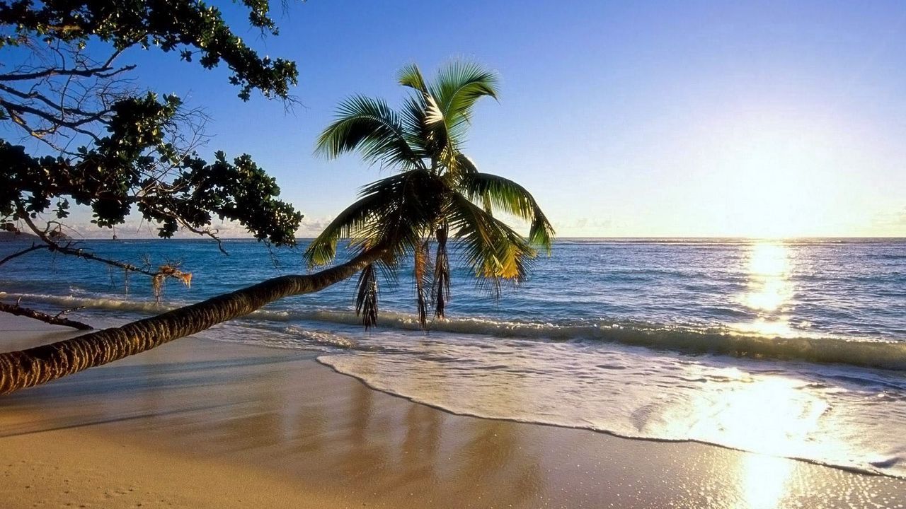 Wallpaper palm tree, trees, beach, coast, wave, inclination, sun, sea