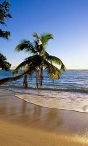 Preview wallpaper palm tree, trees, beach, coast, wave, inclination, sun, sea