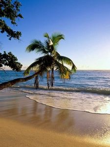 Preview wallpaper palm tree, trees, beach, coast, wave, inclination, sun, sea