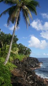 Preview wallpaper palm tree, trees, coast, sea, tropics, landscape