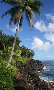 Preview wallpaper palm tree, trees, coast, sea, tropics, landscape