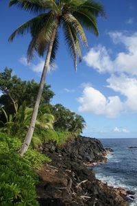 Preview wallpaper palm tree, trees, coast, sea, tropics, landscape