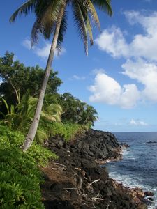 Preview wallpaper palm tree, trees, coast, sea, tropics, landscape