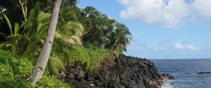 Preview wallpaper palm tree, trees, coast, sea, tropics, landscape