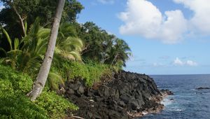 Preview wallpaper palm tree, trees, coast, sea, tropics, landscape