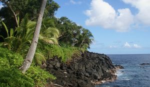 Preview wallpaper palm tree, trees, coast, sea, tropics, landscape