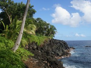 Preview wallpaper palm tree, trees, coast, sea, tropics, landscape