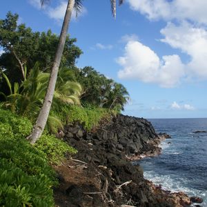 Preview wallpaper palm tree, trees, coast, sea, tropics, landscape