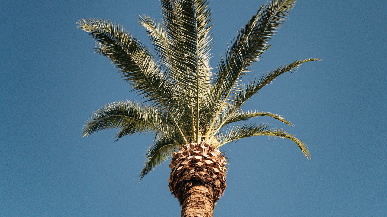 Wallpaper palm, tree, treetop, sky, tropics
