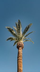 Preview wallpaper palm, tree, treetop, sky, tropics