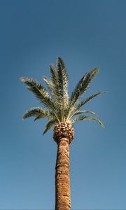 Preview wallpaper palm, tree, treetop, sky, tropics