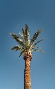 Preview wallpaper palm, tree, treetop, sky, tropics