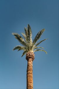 Preview wallpaper palm, tree, treetop, sky, tropics