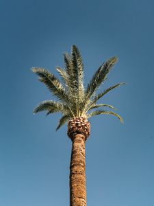 Preview wallpaper palm, tree, treetop, sky, tropics