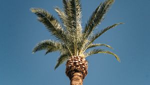 Preview wallpaper palm, tree, treetop, sky, tropics