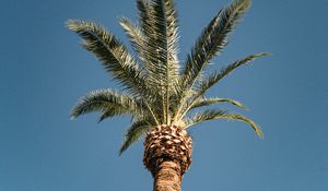 Preview wallpaper palm, tree, treetop, sky, tropics