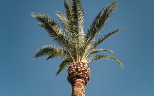 Preview wallpaper palm, tree, treetop, sky, tropics