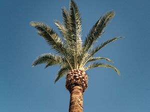 Preview wallpaper palm, tree, treetop, sky, tropics