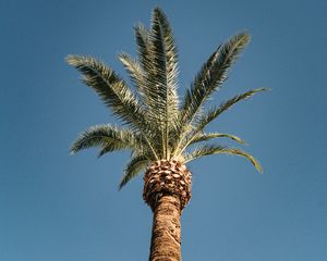 Preview wallpaper palm, tree, treetop, sky, tropics