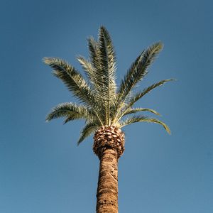 Preview wallpaper palm, tree, treetop, sky, tropics