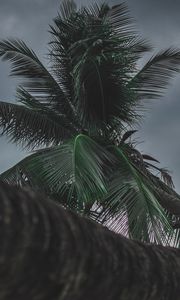 Preview wallpaper palm, tree, tropical, plant