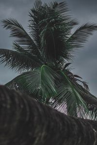 Preview wallpaper palm, tree, tropical, plant