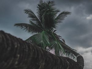 Preview wallpaper palm, tree, tropical, plant