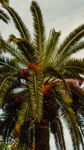 Preview wallpaper palm, tree, tropics, foliage