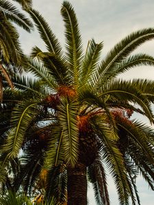 Preview wallpaper palm, tree, tropics, foliage