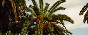 Preview wallpaper palm, tree, tropics, foliage