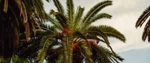 Preview wallpaper palm, tree, tropics, foliage