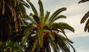 Preview wallpaper palm, tree, tropics, foliage