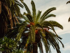 Preview wallpaper palm, tree, tropics, foliage