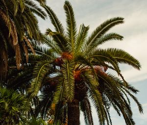 Preview wallpaper palm, tree, tropics, foliage