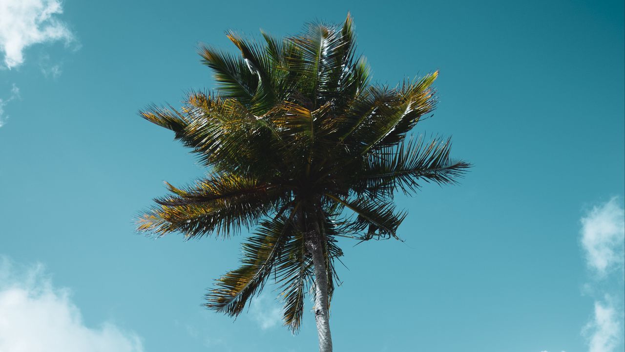 Wallpaper palm, tree, tropics, sky, clouds