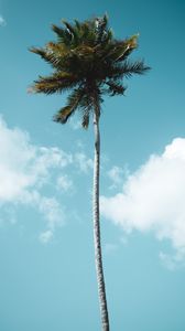 Preview wallpaper palm, tree, tropics, sky, clouds