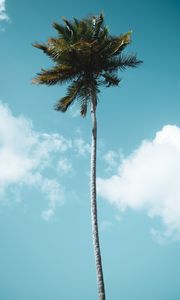 Preview wallpaper palm, tree, tropics, sky, clouds