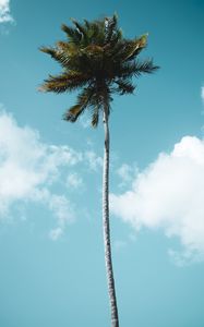 Preview wallpaper palm, tree, tropics, sky, clouds