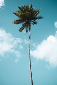 Preview wallpaper palm, tree, tropics, sky, clouds