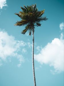 Preview wallpaper palm, tree, tropics, sky, clouds